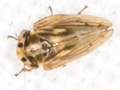 Anaceratagallia sp.